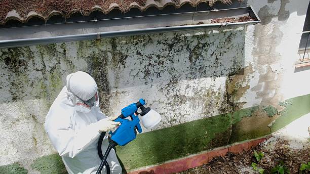 Top rated local Mold Removal specialists in Georgetown, GA